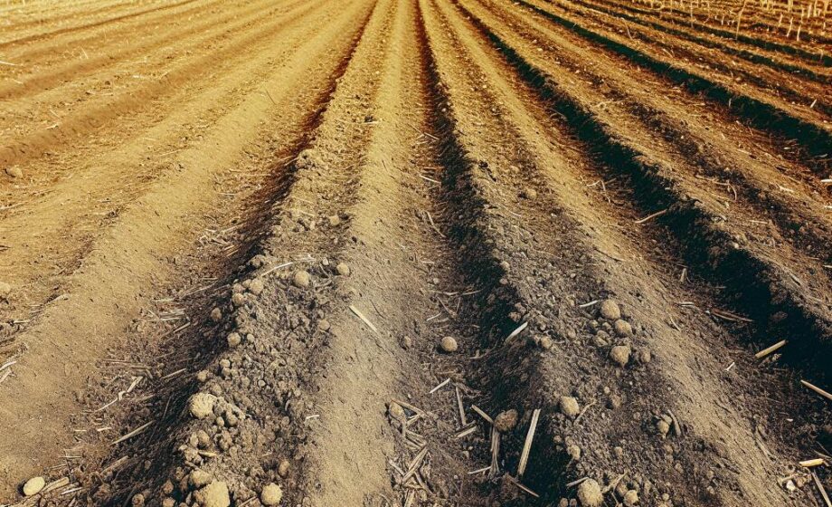 Der Agrarpunkt – Informationsblatt für Agrarunternehmen