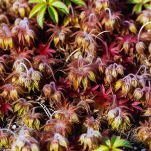 Zierpflanzenproduktion: Biodiversitäts-Tipps