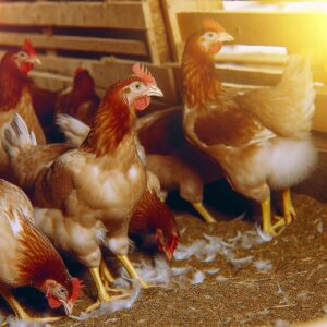Investiere in Tierwohl: Verbesserungen für Geflügelställe