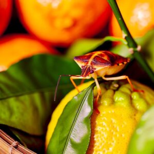 Neue Schädlinge in importierten Zitrusfrüchten