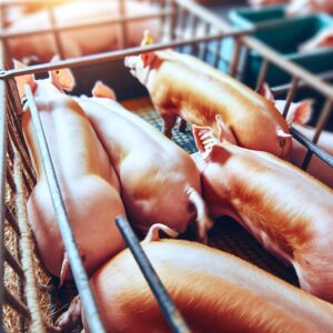 Schweinemarkt: Angebot und Nachfrage ausgeglichen
