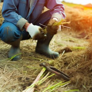 Neue Arbeitskosten bedrohen Landwirte, warnt NFU