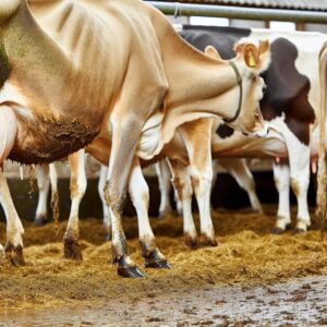 Rückgang im deutschen Milchviehbestand setzt sich fort