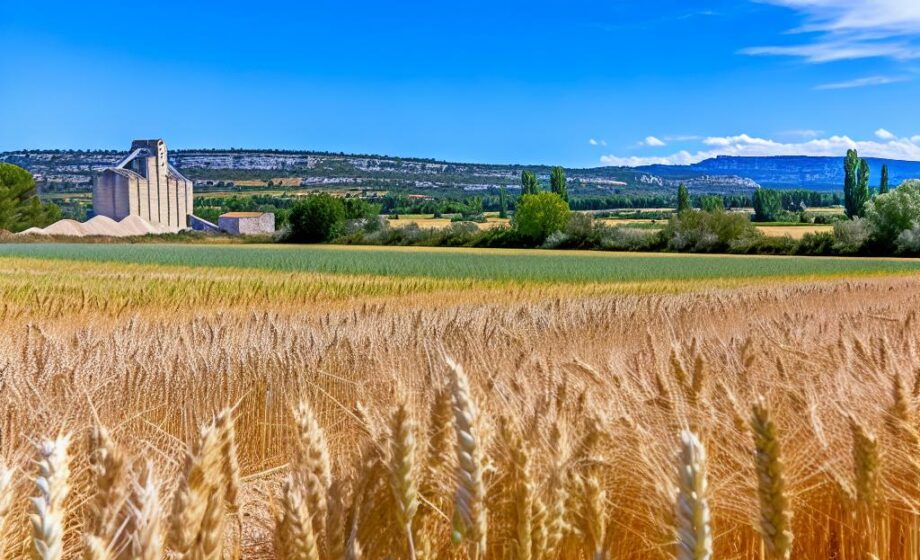 Getreideinitiative Südfrankreich: Strukturwandel in Occitanie