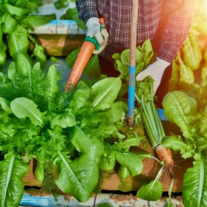 Agrar-Insight: Nachrichten für Lebensmittelunternehmen