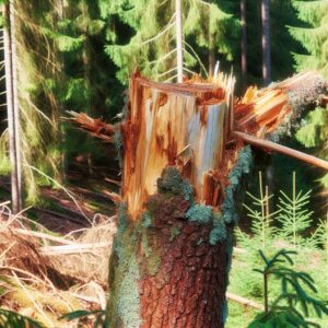 DEUTSCHER WALDPREIS 2025: Würdigung außerordentlichen Engagements