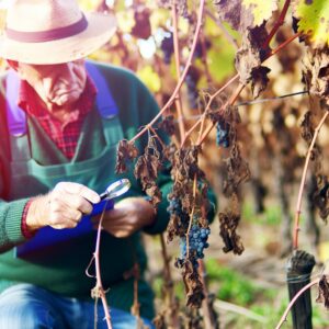 Unió de Pagesos warnt vor 80% Ernteausfall bei Trauben