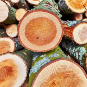 Holzmarktberichte: Aktuelle Entwicklungen im Holzsektor