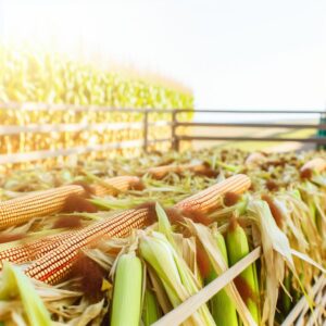 EU-Maisernte deutlich unter Durchschnitt