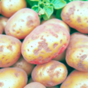 KI-App erkennt Kartoffelfäule frühzeitig