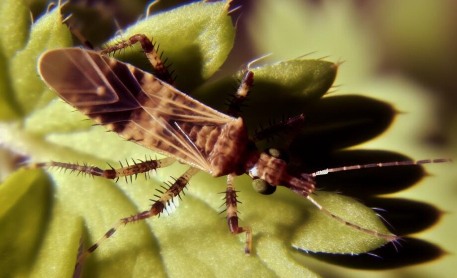 Biologie und Kontrolle von Scirtothrips aurantii in Andalusien