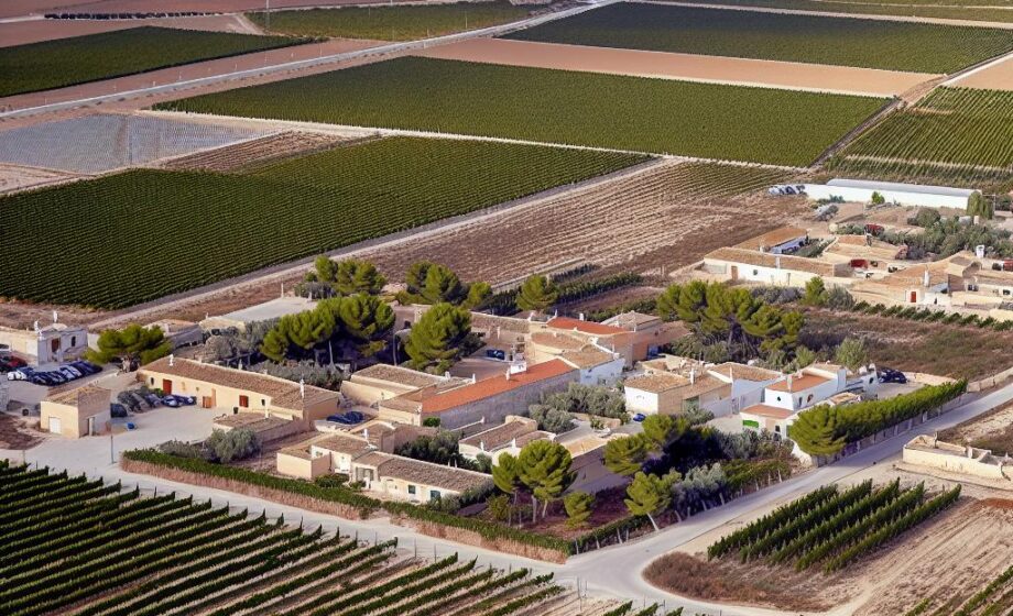 Normale Weinbaukampagne in Valencia erwartet