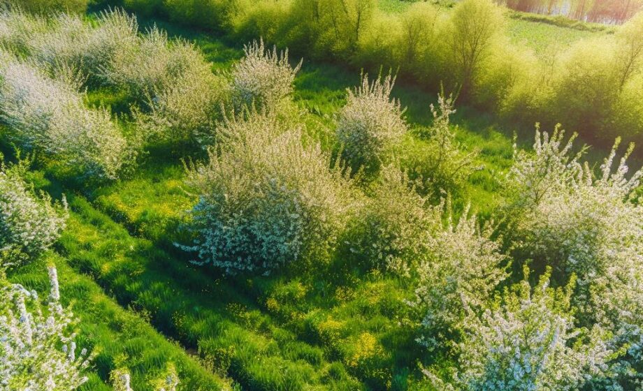 Regenerative Landwirtschaft: Europas nachhaltige Zukunftsvision