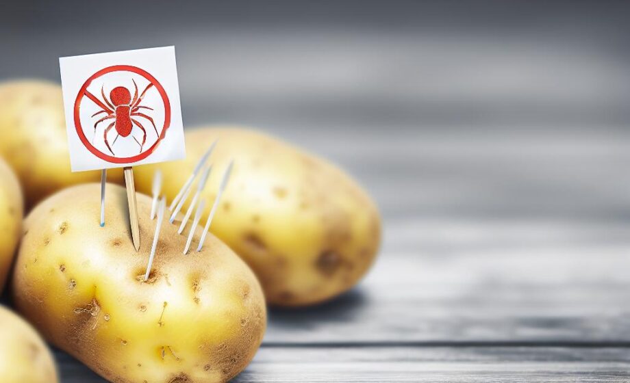 Dringende Warnung: Nematicid-Rückstände bei Kartoffeln