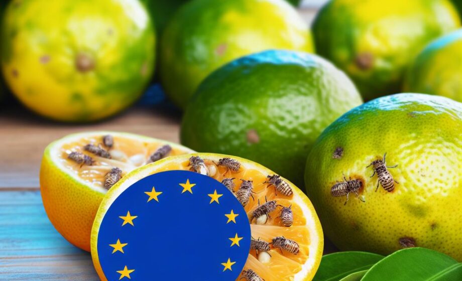 EU stoppt Krankheiten und Schädlinge in Mercosur-Zitrus