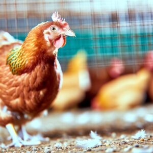 Geflügelmanagement und -tierschutz