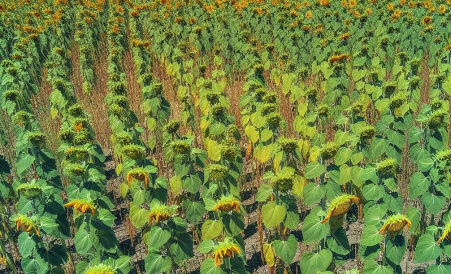 Sonnenblumenernte startet mit weniger Ertrag in Córdoba