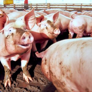 Impulse am Schweinemarkt erwartet