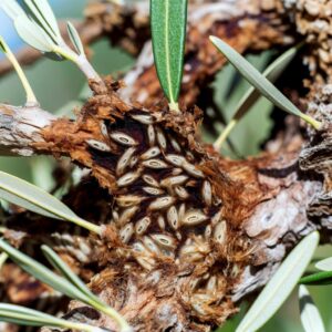 Xylella: Bedrohung der Olivenbäume breitet sich aus