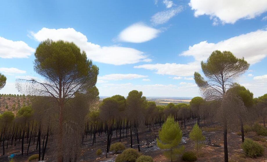 Neue Maßnahmen gegen Waldbrände in Kastilien-La Mancha