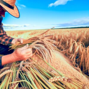 Bioethanol stärkt Getreidemarkt: Hilfe für Bauern