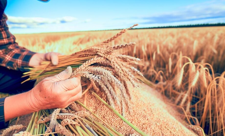 Bioethanol stärkt Getreidemarkt: Hilfe für Bauern
