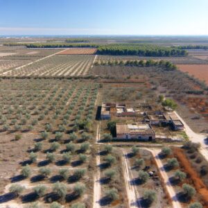 6.000 Hektar Olivenhaine in Valencia aufgegeben