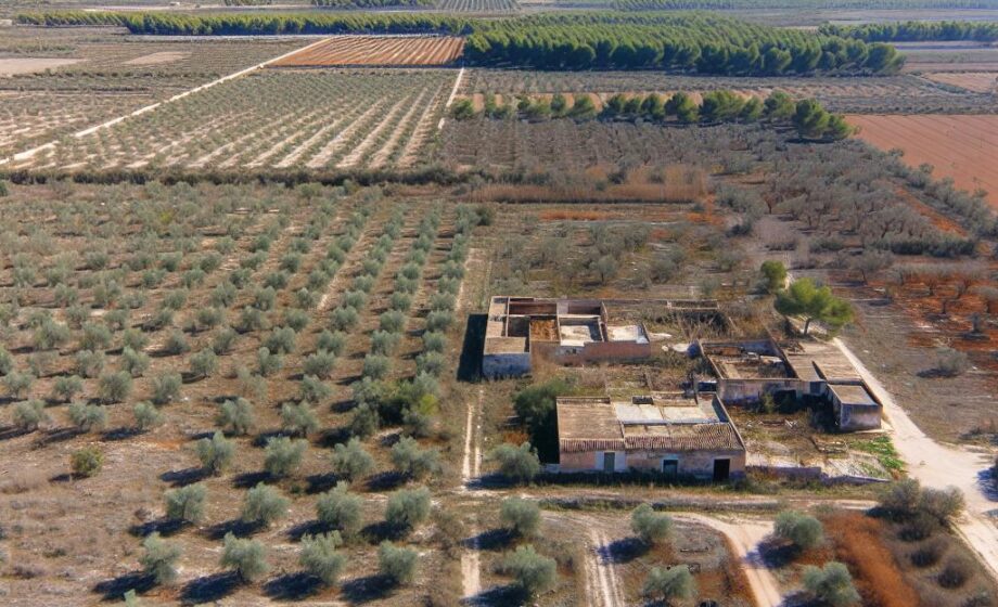 6.000 Hektar Olivenhaine in Valencia aufgegeben