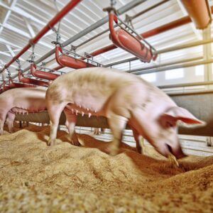 Stabile Märkte im Schweinehandel