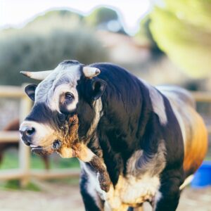 Spanische Tierärzte warnen vor Blauzungen-Krankheit