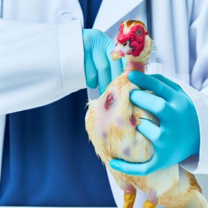 Erste Vogelgrippe-Fälle 2025 in Galicien entdeckt