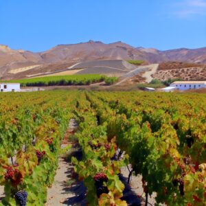 Weinlese in Almería startet mit 15 % weniger Ertrag