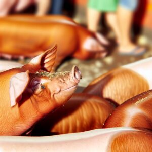 Fortsetzung der stabilen Schweinemarktbedingungen
