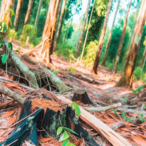 Nachhaltige Waldbewirtschaftung weltweit