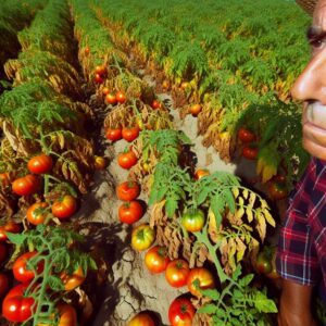 Spanische Tomatenernte könnte um 30% sinken
