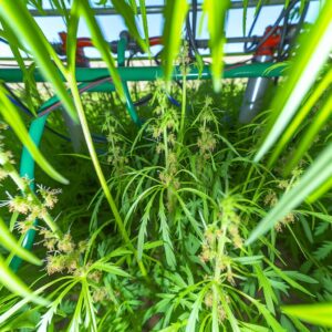 Herausforderungen durch glyphosatresistente Unkräuter