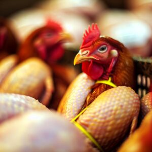 EU hebt Importstopp für brasilianisches Hähnchen auf