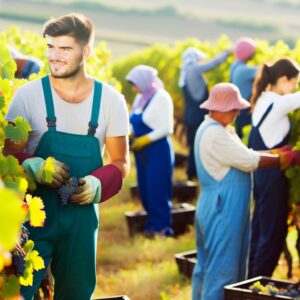 26 Weingüter ernten über 300.000 Kilo Trauben