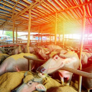 Futtermittelmarkt leicht erholt im Vorjahresvergleich