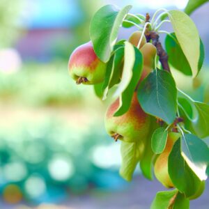Apfel-Birnen-Ausschuss erwartet geringere Ernte