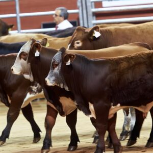 Ávila: 49. nationale Avileña-Rinderauktion