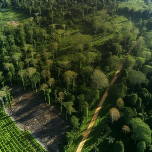 Wälder weltweit: Nachhaltige Agrarlieferketten