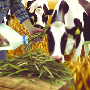 Bauern warnen: Britische Milch in Gefahr