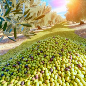 Interaceituna rechnet mit 564.300 t Olivenproduktion