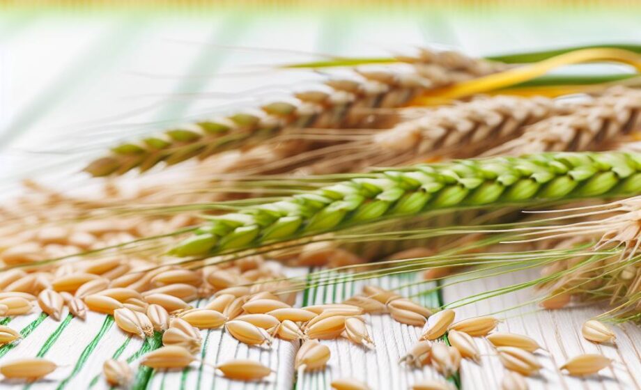 Stickstoffeffizienz in Getreide durch Biostimulanzien