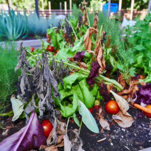 Nach Brand: Gemeinschaftsgarten in LA erwacht neu