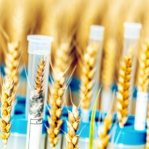 Biofungizide im Test gegen Septoria in Weizen