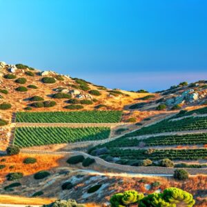 Anpassung des Weinbaus an mediterrane Klimazonen