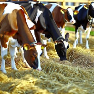 PAC: Agrarvorschüsse für die Tierhaltung