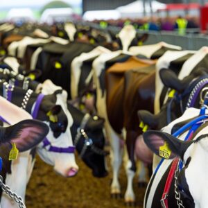 Großer Andrang: NFU im Fokus bei UK Dairy Day 2025